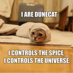 Dune Cat. Simpatica foto trovata per la rete