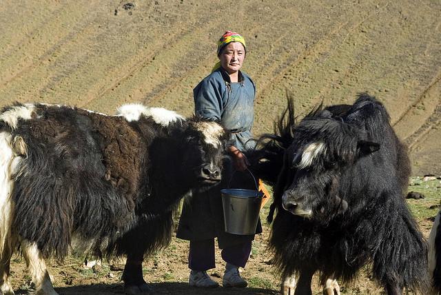 mongolia_milk.jpg.235c32efba34e5451e60e9a68e2a6fc0.jpg